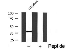 Western blot analysis of extracts of rat spleen cell lines, using HNRNPA2B1 antibody. (HNRNPA2B1 抗体  (N-Term))
