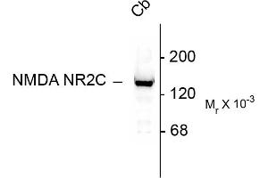 Western blots of 10 ug of rat cerebellar lysate showing specific immunolabeling of the ~140k NR2C subunit of the NMDA receptor. (GRIN2C 抗体  (N-Term))