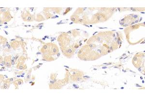 Detection of PLA2G12 in Mouse Stomach Tissue using Polyclonal Antibody to Phospholipase A2, Group XII (PLA2G12) (PLA2G12A 抗体  (AA 26-192))