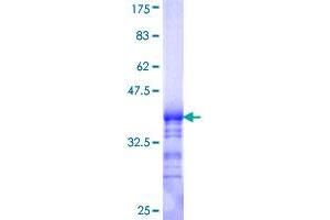 GNB5 Protein (AA 1-90) (GST tag)