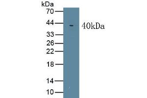 Western Blotting (WB) image for anti-Wingless-Type MMTV Integration Site Family, Member 5A (WNT5A) (AA 62-380) antibody (ABIN7428821)