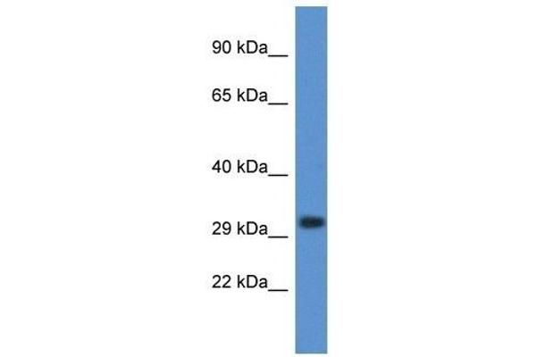 DNASE1L3 抗体  (C-Term)