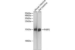 Western blot analysis of extracts of various cell lines using FABP2 Polyclonal Antibody at dilution of 1:500. (FABP2 抗体)