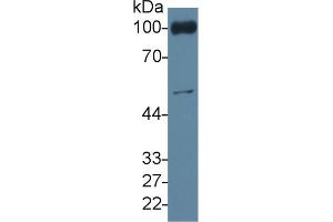 Rabbit Capture antibody from the kit in WB with Positive Control: Mouse blood cells lysate. (CD31 ELISA 试剂盒)