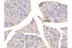 ABIN7094803 and ABIN7098854 at 1/100 staining Rat stomach tissue by IHC-P.