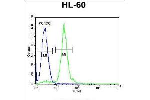 Flow cytometric analysis of HL-60 cells (right histogram) compared to a negative control cell (left histogram). (CPT1C 抗体  (C-Term))