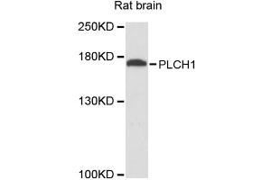 Western blot analysis of extracts of rat brain, using PLCH1 antibody. (PLCH1 抗体)