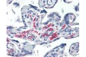 Immunohistochemistry analysis of human placenta tissue stained with Syntaxin 13, mAb (15G2) at 20 μg/mL. (Syntaxin 12 抗体  (Cytoplasmic Domain))