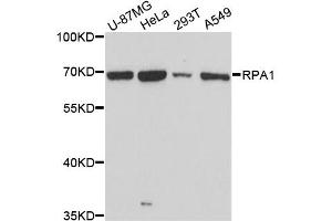 Western blot analysis of extracts of various cell lines, using RPA1 antibody. (RPA1 抗体)