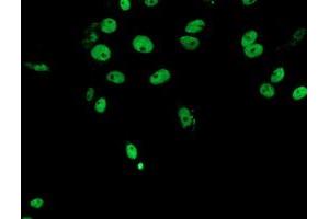 Immunofluorescence (IF) image for anti-Fragile X Mental Retardation 1 (FMR1) (AA 36-279) antibody (ABIN1491454) (FMR1 抗体  (AA 36-279))