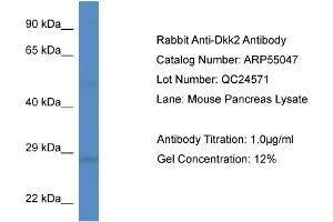 Western Blotting (WB) image for anti-Dickkopf 2 Homolog (DKK2) (Middle Region) antibody (ABIN2786024) (DKK2 抗体  (Middle Region))