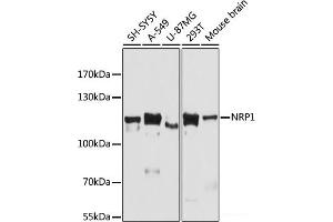 Western blot analysis of extracts of various cell lines using NRP1 Polyclonal Antibody at dilution of 1:3000. (Neuropilin 1 抗体)