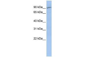 WB Suggested Anti-SLC15A2 Antibody Titration:  0.
