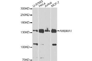 Western blot analysis of extracts of various cell lines, using FLJ20294 Antibody (ABIN5970441) at 1/1000 dilution. (AMBRA1 抗体)