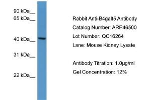 WB Suggested Anti-B4galt5 Antibody Titration:  0.