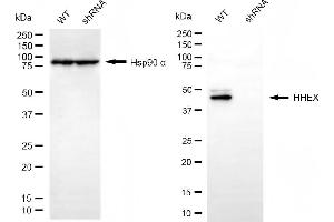 Western blotting analysis using HHEX antibody (ABIN7798883).