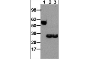 Western Blotting (WB) image for anti-Interleukin-27 subunit beta (IL-27b) antibody (ABIN781990) (EBI3 抗体)