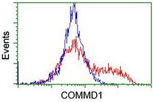 Image no. 1 for anti-Copper Metabolism (Murr1) Domain Containing 1 (COMMD1) antibody (ABIN1497563) (COMMD1 抗体)
