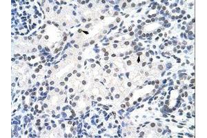 Image no. 1 for anti-Surfeit 6 (SURF6) (AA 191-240) antibody (ABIN202343) (SURF6 抗体  (AA 191-240))