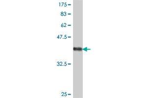 Western Blot detection against Immunogen (37. (EBI3 抗体  (AA 129-229))
