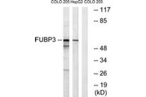 Western Blotting (WB) image for anti-Far Upstream Element (FUSE) Binding Protein 3 (FUBP3) (AA 201-250) antibody (ABIN2890317) (FUBP3 抗体  (AA 201-250))
