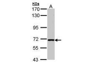 Image no. 1 for anti-RAS Guanyl Releasing Protein 2 (Calcium and DAG-Regulated) (RASGRP2) (AA 299-609) antibody (ABIN467507) (RASGRP2 抗体  (AA 299-609))