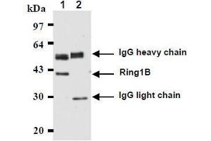 Western Blotting (WB) image for anti-Ring Finger Protein 2 (RNF2) antibody (ABIN1449179)