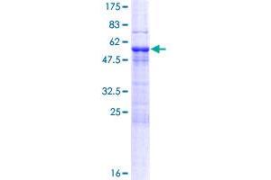 Microtubule Associated serine/threonine Kinase 4 (MAST4) (AA 1-250) protein (GST tag)