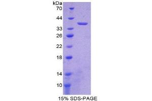 SDS-PAGE (SDS) image for Lactate Dehydrogenase B (LDHB) (AA 1-334) protein (His tag) (ABIN1099245) (LDHB Protein (AA 1-334) (His tag))