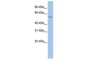 Image no. 1 for anti-Asparagine-Linked Glycosylation 11, alpha-1,2-Mannosyltransferase Homolog (Yeast) (ALG11) (AA 360-409) antibody (ABIN6740876) (ALG11 抗体  (AA 360-409))