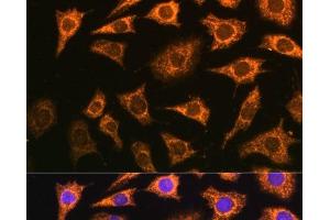 Immunofluorescence analysis of L929 cells using PDHA2 Polyclonal Antibody at dilution of 1:100 (40x lens). (PDHA2 抗体)