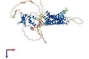 KCNA3 Protein (AA 1-575) (His tag)