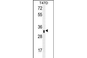 IFI35 Antibody (N-term R30) (ABIN655077 and ABIN2844709) western blot analysis in T47D cell line lysates (35 μg/lane). (IFI35 抗体  (N-Term))