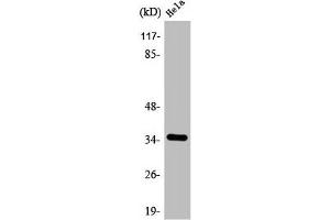 Western Blot analysis of COLO205 cells using ANT4 Polyclonal Antibody (SLC25A31 抗体  (Internal Region))