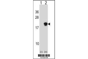 Western blot analysis of SUMO4 using rabbit polyclonal SUMO4 Antibody using 293 cell lysates (2 ug/lane) either nontransfected (Lane 1) or transiently transfected (Lane 2) with the SUMO4 gene.