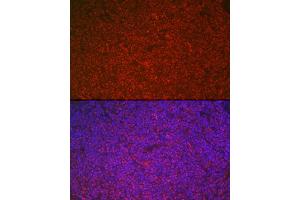 Immunofluorescence analysis of rat spleen cells using ETS1 Rabbit pAb (ABIN7271258) at dilution of 1:100 (40x lens). (ETS1 抗体  (AA 1-260))