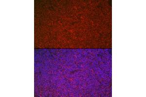 Immunofluorescence analysis of rat spleen cells using ETS1 Rabbit pAb (ABIN7271258) at dilution of 1:100 (40x lens). (ETS1 抗体  (AA 1-260))