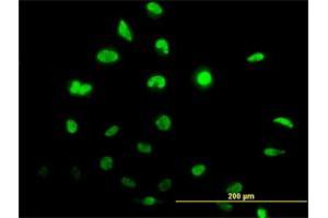 Immunofluorescence (IF) image for anti-Inhibitor of DNA Binding 1, Dominant Negative Helix-Loop-Helix Protein (ID1) (AA 1-155) antibody (ABIN561410)