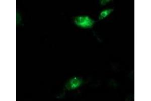 Anti-AQP1 mouse monoclonal antibody (ABIN2454186) immunofluorescent staining of COS7 cells transiently transfected by pCMV6-ENTRY AQP1 (RC205304). (Aquaporin 1 抗体)