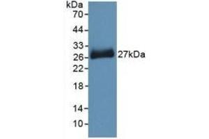 Detection of Recombinant PNOC, Mouse using Polyclonal Antibody to Pronociceptin (PNOC) (Pronociceptin (AA 12-187) 抗体)