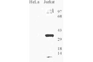 Western blot analysis of OGG1 in HeLa and Jurkat cell lysate with OGG1 polyclonal antibody . (OGG1 抗体  (AA 1-100))