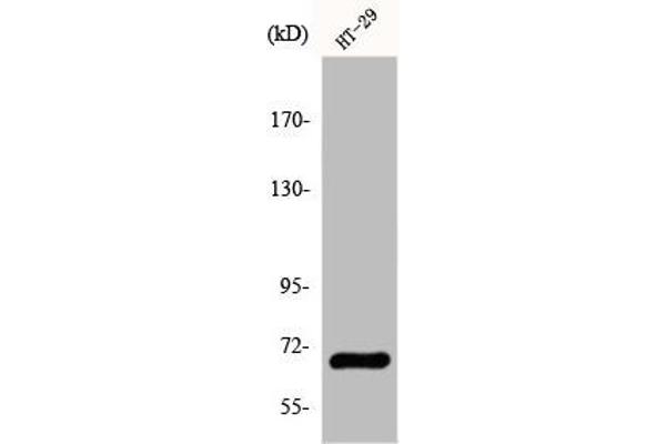 GBP3 抗体  (C-Term)