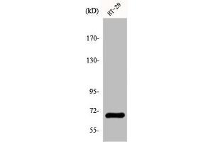 Western Blot analysis of COLO205 cells using GBP3 Polyclonal Antibody (GBP3 抗体  (C-Term))