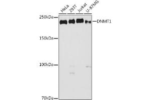 Western blot analysis of extracts of various cell lines, using DNMT1 antibody (ABIN7266810) at 1:1000 dilution. (DNMT1 抗体  (AA 1-270))