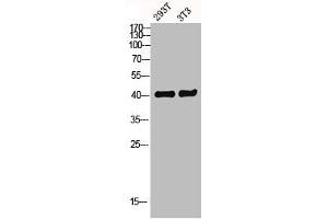 Western blot analysis of 293T 3T3 lysis using GPR52 antibody.