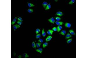 Immunofluorescence staining of Hela cells with ABIN7155542 at 1:133, counter-stained with DAPI. (HLA-F 抗体  (AA 194-303))