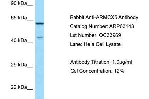 Western Blotting (WB) image for anti-Armadillo Repeat Containing, X-Linked 5 (ARMCX5) (C-Term) antibody (ABIN2789389) (ARMCX5 抗体  (C-Term))