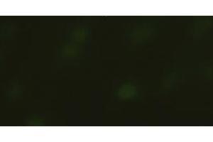 Immunofluorescent staining of HeLa cells using anti-SOX17 mouse monoclonal antibody (ABIN2452673). (SOX17 抗体  (AA 177-414))