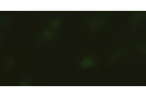 Immunofluorescent staining of HeLa cells using anti-SOX17 mouse monoclonal antibody (ABIN2452673). (SOX17 抗体  (AA 177-414))