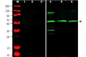 Image no. 1 for anti-Phosphatase and Tensin Homolog Pseudogene 1 (PTENP1) (N-Term) antibody (ABIN401437) (PTENP1 抗体  (N-Term))